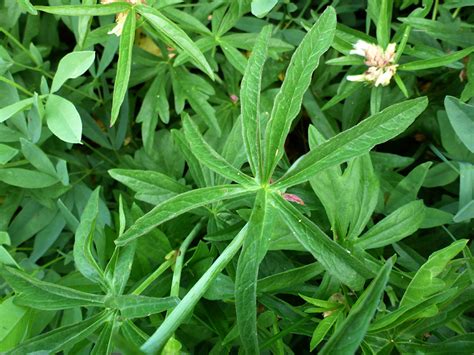 Palmate leaf - photos of Sidalcea Candida, Malvaceae