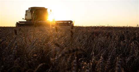 Wheat harvest review: Cool, wet spring surprises producers with better ...