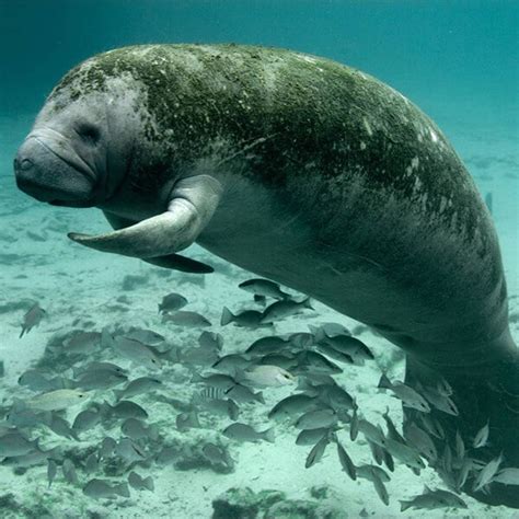 Florida Manatee - Marine Mammal Commission