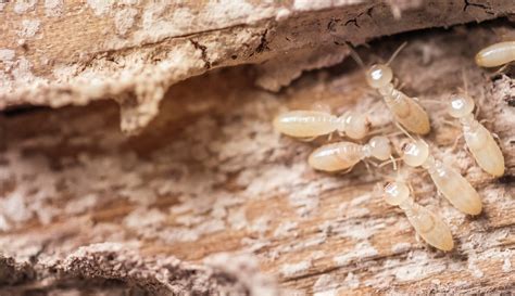 Termite Infestation Treatment for termites in House, How to tell if active