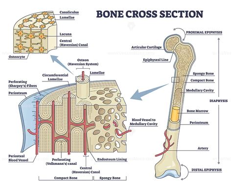 Osteon or haversian system with compact bone structure outline diagram - VectorMine