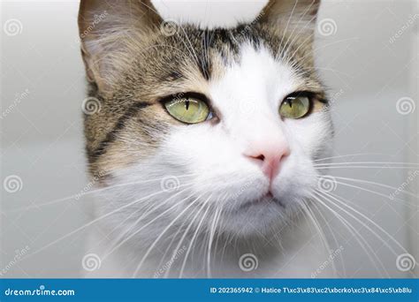 Cat facial expressions stock photo. Image of little - 202365942