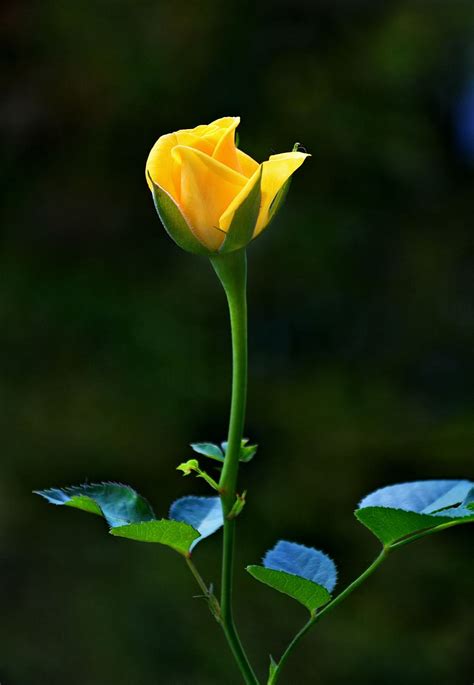 86 Wallpaper Hd Yellow Rose free Download - MyWeb