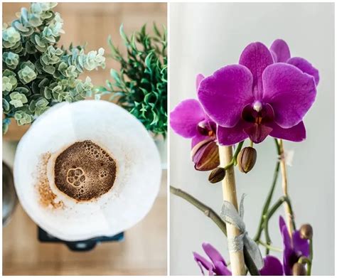 Coffee Grounds for Orchids: A Path to Success or Huge Mistake