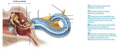 Pathway of sound waves Diagram | Quizlet