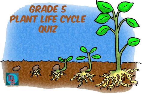 Science Grade 5 Plant Life Cycle Quiz