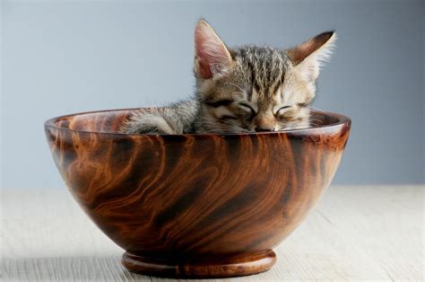 70+ Purr-fect Sleeping Cat Quotes That Will Melt Your Heart