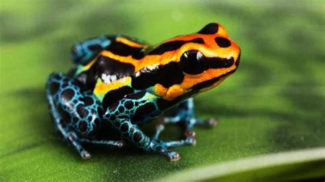 7 Most Beautiful Frogs In The World - YouTube