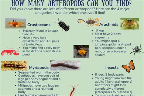 Arthropods