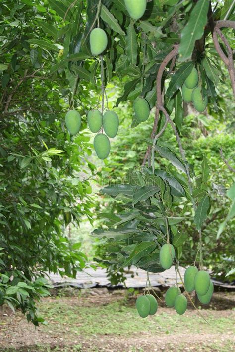 Mango cultivation and harvest. Green unripe mangoes in orchard , #SPONSORED, #harvest, # ...