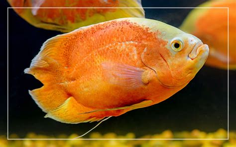 10 Orange Freshwater Aquarium Fish (With Pictures)