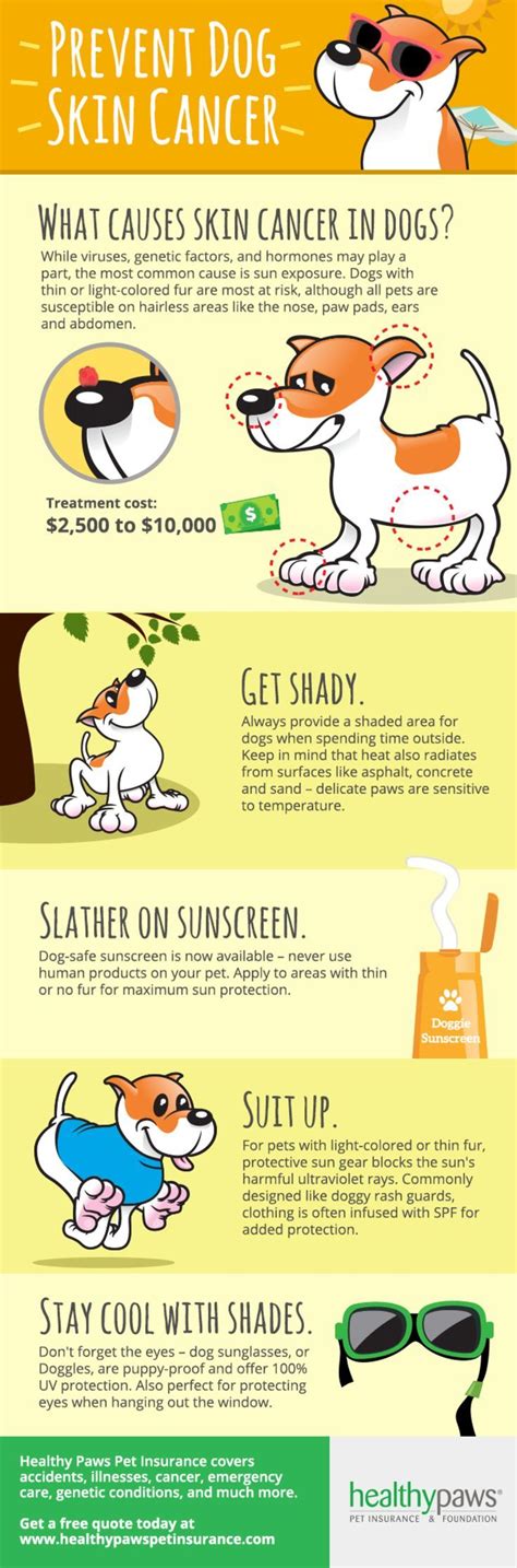 Prevent Dog Skin Cancer: What Causes Skin Cancer in Dogs? #petcancer | Dogginess Prep ...