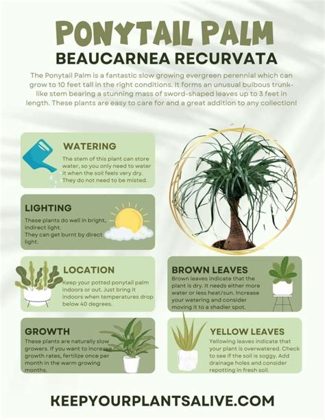 Printable Plant Care Guides | Palm plant care, Plant care houseplant, Plant care