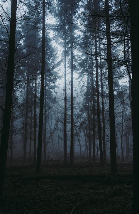 Nature, Trees, Twilight, Forest, Fog, Dusk HD phone wallpaper | Pxfuel