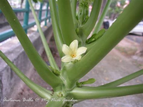 My Tropical Plants Finder: Hermaphrodite (Bisexual) Papaya Flowers