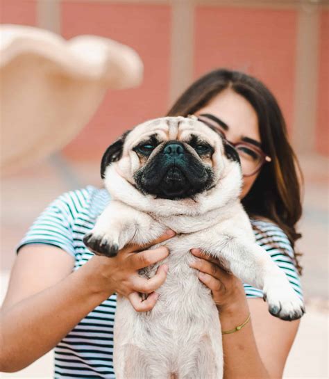 The 177 Most Popular Pug Names | The Dog People