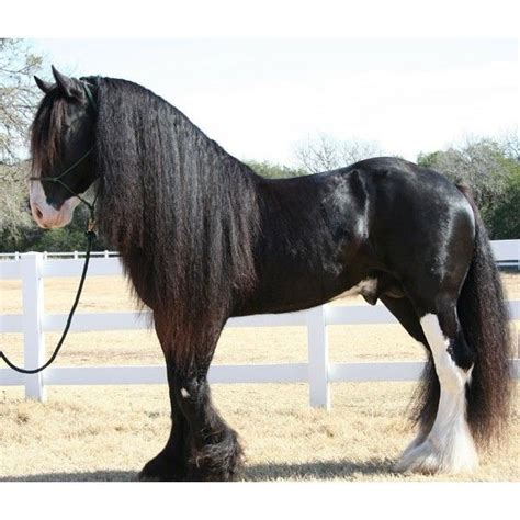 Black Shire Horses | Horses, Shire horse, Horse breeds