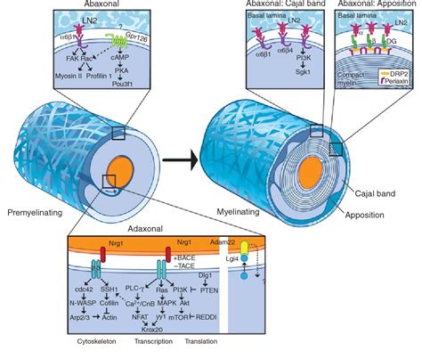 Figure 5 from Schwann cell myelination. | Semantic Scholar