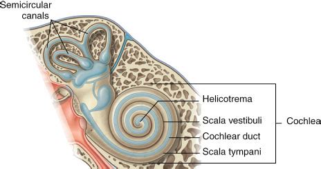 helicotrema