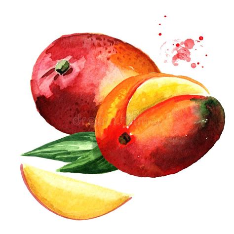 Mango Fruits. Watercolor Hand Drawn Illustration Isolated on White Background. Stock ...