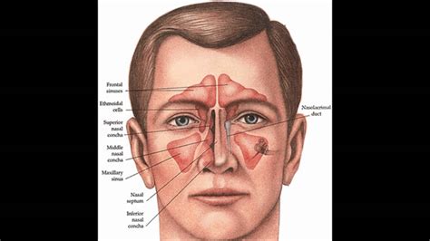 Nose Anatomy and How it works - YouTube