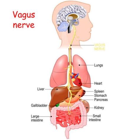 Vagus Nerve and Spinal Cord Injury: Stimulating Recovery