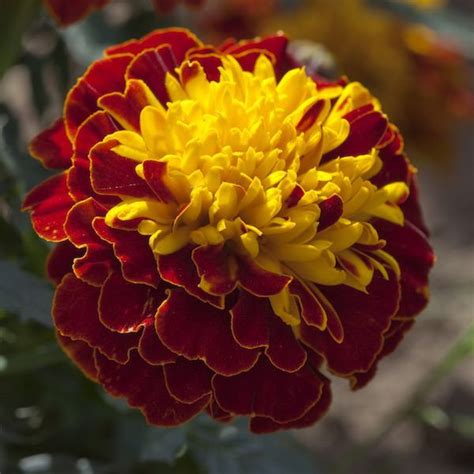 Marigold Seeds - 15 African & French Marigolds - Annual Flower Seeds | Flower seeds, Annual ...