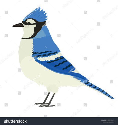 Blue Jay Bird Wildlife Vector Animals Stock Vector (Royalty Free ...