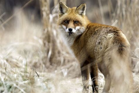 Are there exceptions to the “foxes scatter cache rule” and, if so, what are the benefits of ...