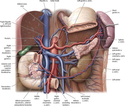 Arteries & Veins - Atlas of Anatomy