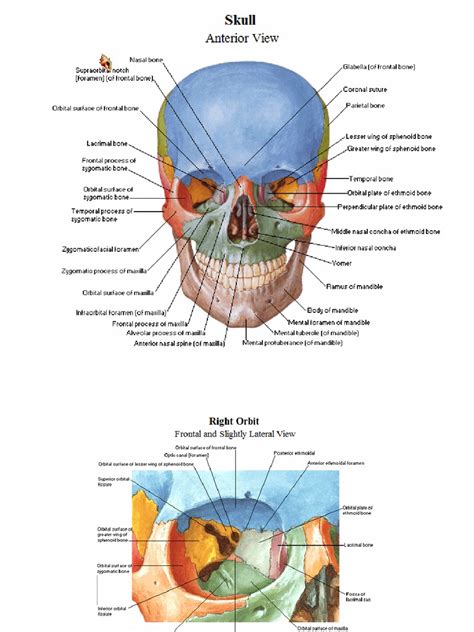 Netter Anatomy Atlas Pdf