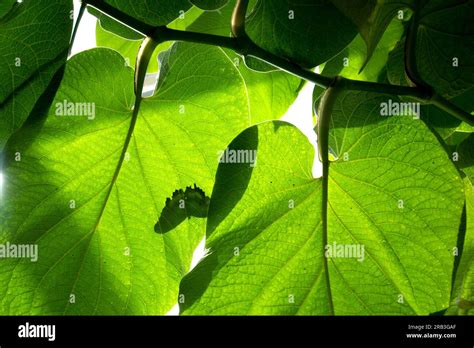 Mainau Island, Germany: at the Butterfly house. It is the second ...