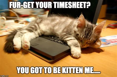 Timesheet Reminder Funny Cat Meme