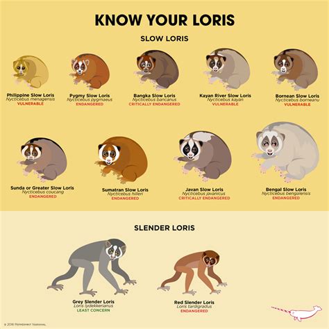 Pin on Animal Facts | Fun facts about animals, Zoo animals, Slow loris