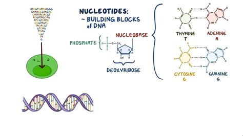 Polymerase Chain Reaction Diagram