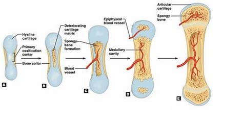 Bone Development | Trending