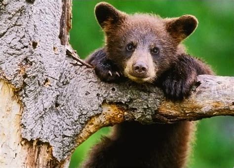 Baby Bear Pictures | Animalia | Pinterest | Bears, Bear pictures and ...