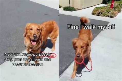 WATCH: This Dog's Reaction to Its Human Dropping Leash is the Attitude ...