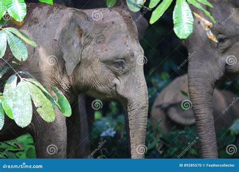 Borneo elephant stock photo. Image of river, endangered - 89285570