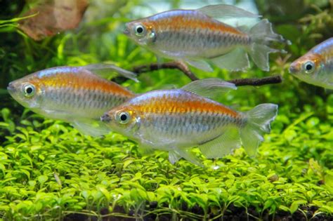 Congo Tetras Care: Aquarium Setup (with Mates & Breeding)