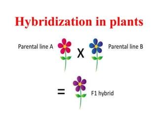 Hybridization | PPT