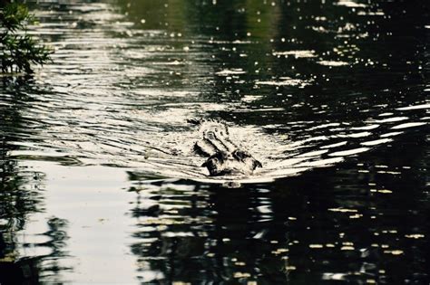 Why We Have Swamp Tours During The Day | Airboat Adventures