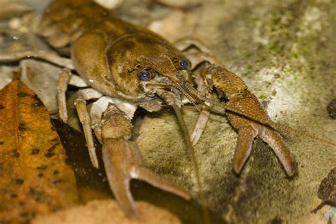 White Clawed Crayfish Surveys - Lee Ecology