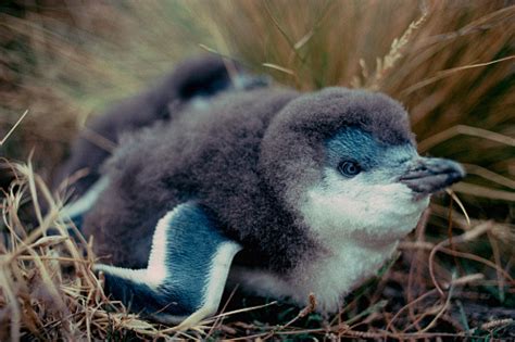 Baby little blue penguin : aww