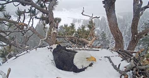 Experts: Big Bear bald eagle eggs unlikely to hatch in nest - CBS Los ...