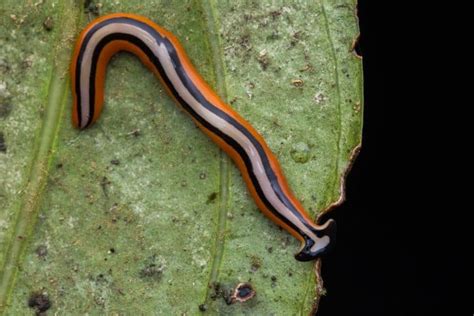 A Journey into the Hidden World of Planaria Worms: Understanding, Controlling, and Erasing Them ...