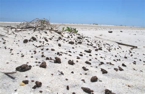 Tarballs linger on Alabama's uninhabited beaches | AL.com