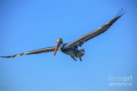 Beautiful Flying Pelican Photograph by Robert Bales - Fine Art America