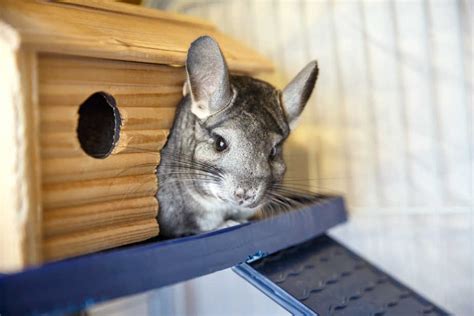 What Temperature Is Too Hot For A Chinchilla