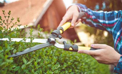 Best Garden Scissors Guide: Which Model Suits You Best?